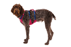 Alpenglow Pink (655)